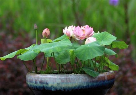 蓮花種植水深|花卉